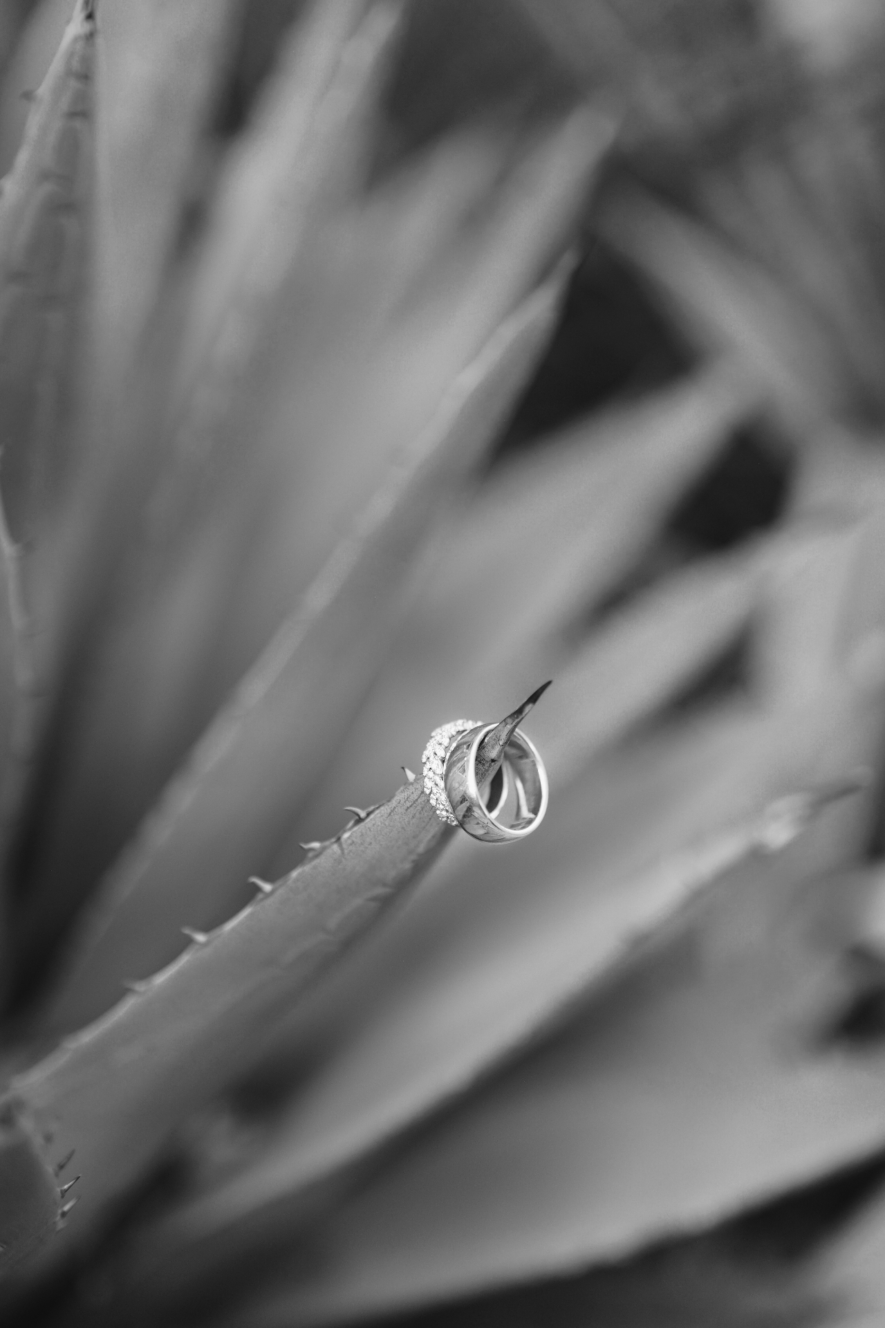 Wedding rings resting on an agave leaf