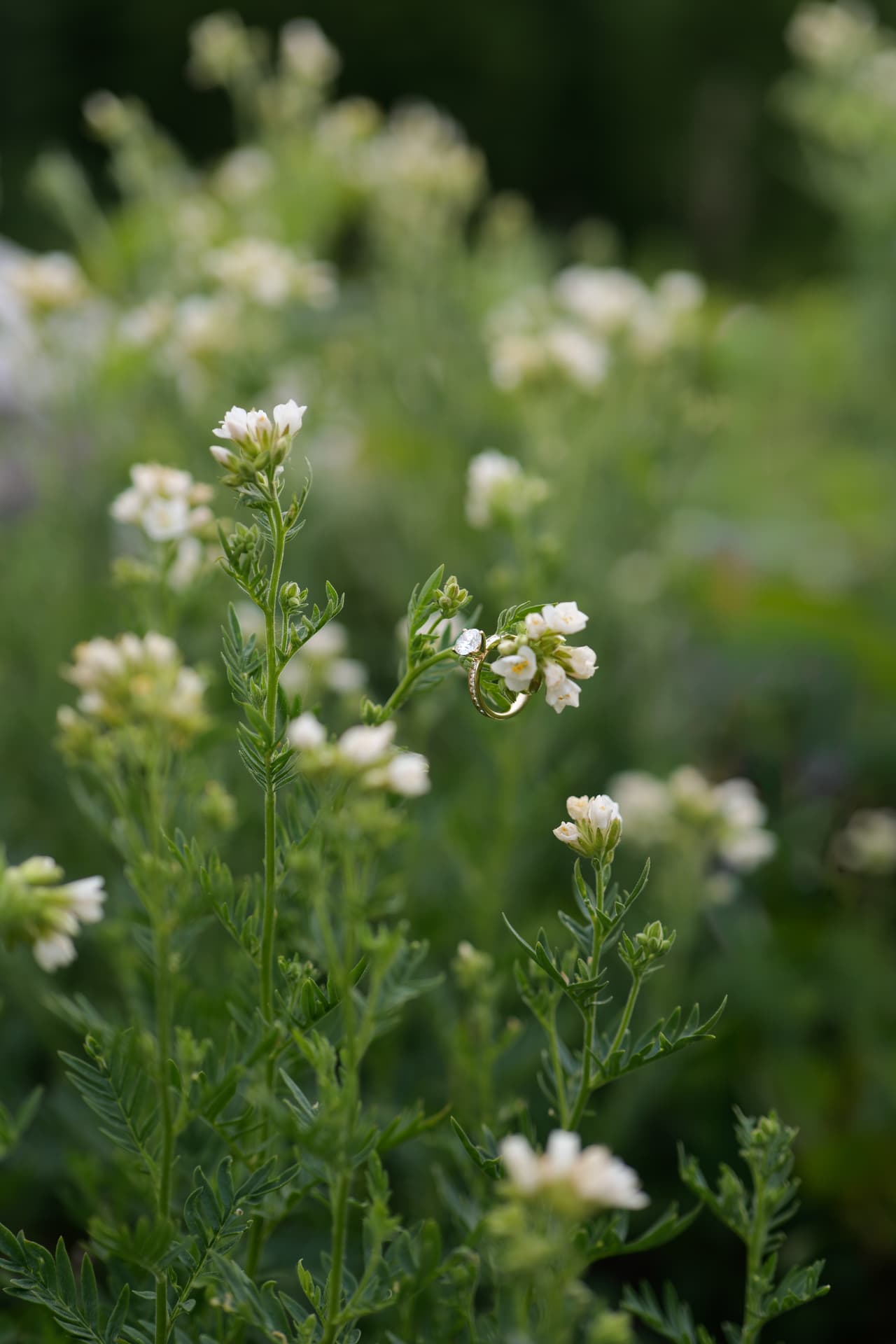 Engagement ring resting on delicate white flowers